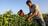 The Agricultural Fields of Gaza No...
