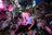 Human Research, Biotechnology for...