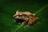 Pinocchio frogs seem straight out of a...